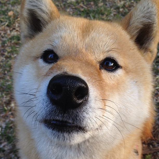 世界青少年排球锦标赛中国队再度夺冠,2020全国青少年排球比赛