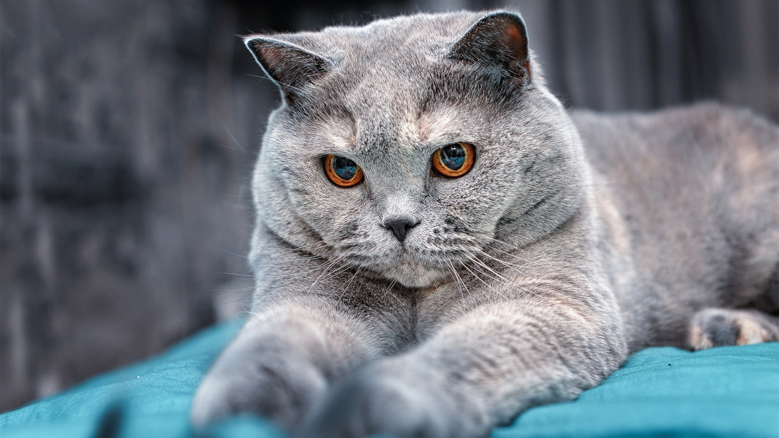 开云体育足球-中国足球教练员能力提升培训，中国足球协会教练员培训班学员报名表