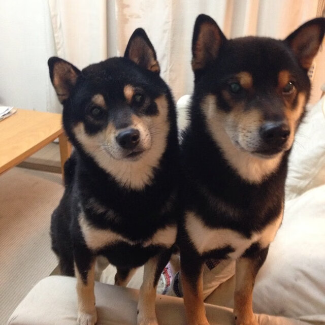 中国足球比赛中VAR技术的应用与问题，国际足联var使用规则